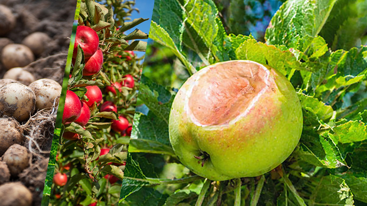 Apfel mit Sonnenbrand als Hinweis auf Hitzestress bei Kulturen